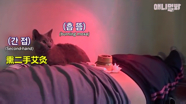 爱喝中药的养生猫 猫咪舔了几口鹿茸汁,从此便一发不可收拾
